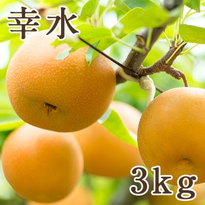 幸水 3kg（5～10玉）