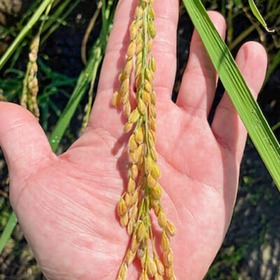 コシヒカリの約1.5倍と大粒で、幻のお米とも呼ばれる品種