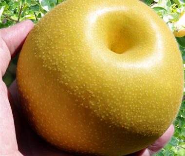 梨（贈答用・家庭用）