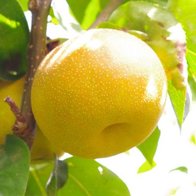 梨（贈答用・家庭用）