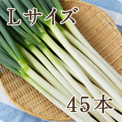 長ネギ Lサイズ 45本入り