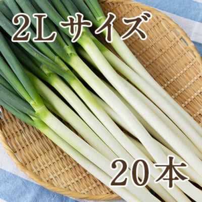 長ネギ 2Lサイズ 20本入り