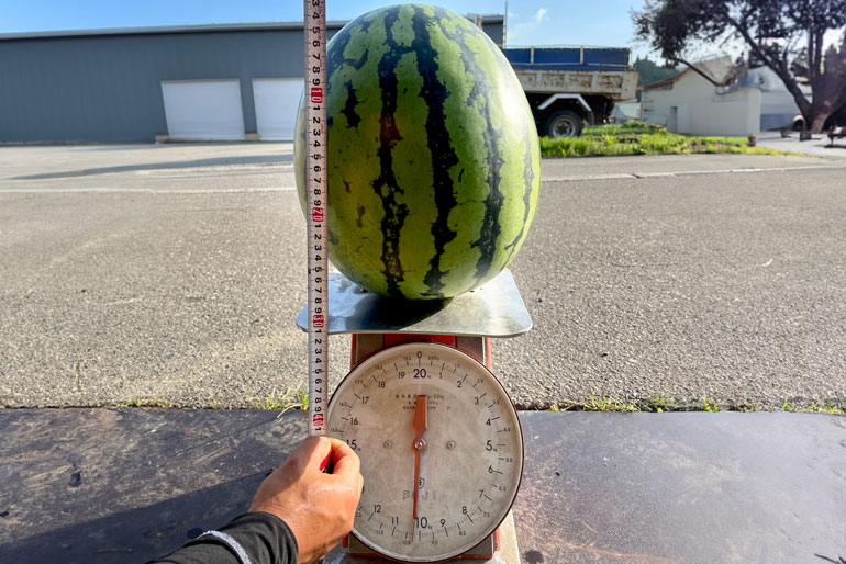 大玉の中でも特に大きなスイカをお届けします